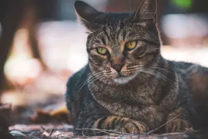 A serene close-up image of a tabby cat resting outdoors, highlighting its striking eyes. jigsaw puzzle