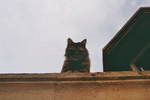 A majestic cat perched atop a wall, looking down with a clear sky background. jigsaw puzzle