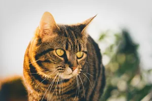 A striking close-up of a tabby cat's face with golden eyes, basking in the sunlight. jigsaw puzzle