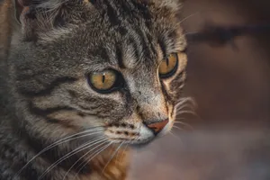 Detailed close-up of a tabby cat's face showing golden eyes and whiskers. jigsaw puzzle