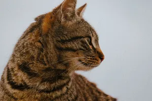 Profile view of a tabby cat looking away, displaying a detailed fur pattern. jigsaw puzzle