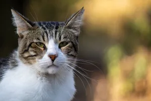 A detailed portrait of a tabby cat in natural light, showcasing its unique features. jigsaw puzzle