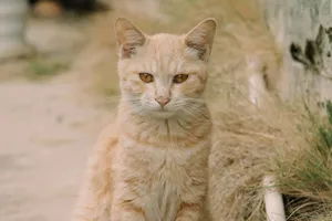 Close-up of a ginger cat sitting outdoors, surrounded by grass, exuding a calm and curious demeanor. jigsaw puzzle