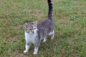 A curious tabby cat explores the lush green grass outdoors with an alert glance. jigsaw puzzle