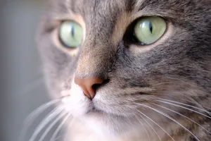 A detailed close-up of a cat's face showcasing its striking green eyes and whiskers. jigsaw puzzle