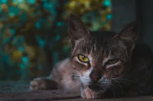 A detailed portrait of a domestic cat with striking yellow eyes lying down jigsaw puzzle