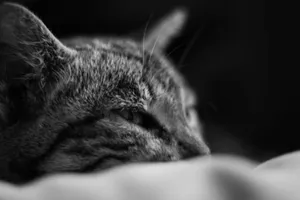 Artistic black and white close-up of a tabby cat resting, capturing serene and peaceful emotions. jigsaw puzzle