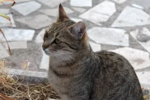 Close-up photo of a tabby cat sitting on a paved surface outdoors, looking alert. jigsaw puzzle