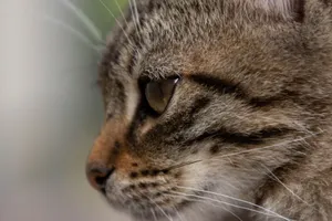 Detailed close-up image of a tabby cat's face showcasing its eye and whiskers in Hungary. jigsaw puzzle