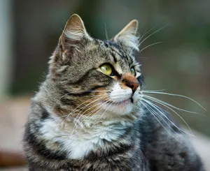 Charming close-up of a tabby cat with striking green eyes and detailed fur pattern, gazing into the distance. jigsaw puzzle
