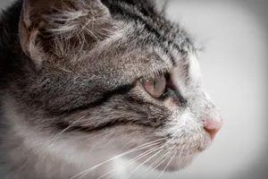 A captivating close-up shot of a striped domestic cat looking thoughtful. jigsaw puzzle