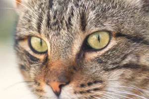Detailed close-up of a tabby cat's eyes showcasing its striped fur and piercing gaze. jigsaw puzzle
