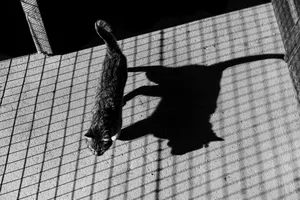 Artistic monochrome image of a cat casting a shadow through grate in Bahía Blanca. jigsaw puzzle