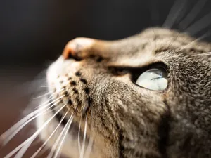 Detailed macro shot of a tabby cat's face focusing on its eye, showcasing intricate fur patterns. jigsaw puzzle