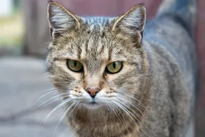 Portrait of a curious tabby cat with green eyes looking intently outdoors. jigsaw puzzle
