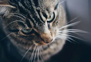 Detailed close-up of a tabby cat showcasing its sharp whiskers and intense gaze. jigsaw puzzle