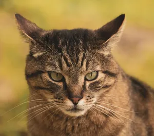 A detailed close-up of a tabby cat staring intensely, showcasing feline beauty. jigsaw puzzle