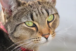 Detailed close-up of a tabby cat showcasing its striking green eyes and unique fur patterns. jigsaw puzzle