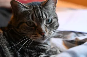 Charming close-up of a relaxed tabby cat with bright eyes lying indoors. jigsaw puzzle