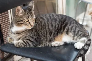 A beautiful tabby cat with striking patterns lounging on a chair, showcasing its serene demeanor. jigsaw puzzle