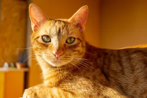Charming close-up of a tabby cat lounging indoors, beautifully captured in warm lighting. jigsaw puzzle