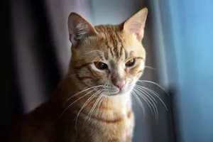Serene close-up of a ginger tabby cat by the window in soft light. jigsaw puzzle