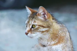 A close-up of a cute domestic cat with golden eyes staring thoughtfully. jigsaw puzzle