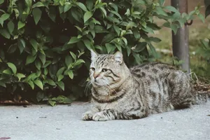 Cute tabby cat lying on a concrete sidewalk beside green bushes, enjoying a calm day outdoors. jigsaw puzzle