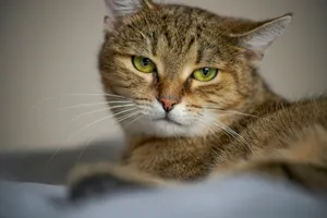 A calm and relaxed tabby cat lying down and staring intently with striking green eyes. jigsaw puzzle