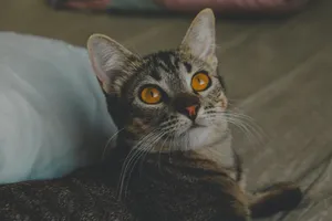 Charming tabby cat lies on a bed, showcasing its striking yellow eyes and whiskers. jigsaw puzzle