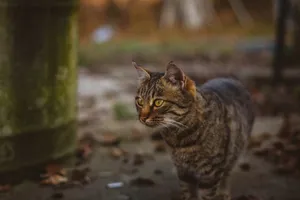 A tabby cat with striking yellow eyes attentively explores an outdoor area during autumn. jigsaw puzzle