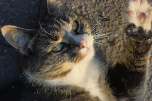 A tabby cat raises its paw playfully while basking in the warm sunlight outdoors. jigsaw puzzle