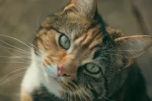 Adorable ginger tabby cat with striking eyes captured in soft lighting. jigsaw puzzle
