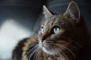 A captivating close-up of a tabby cat highlighting its striking green eyes and delicate whiskers. jigsaw puzzle