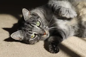 A serene gray tabby cat with green eyes relaxes on a sunlit carpet indoors. jigsaw puzzle
