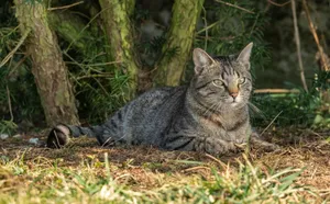 A gray tabby cat lying calmly on the ground outdoors on a sunny day surrounded by greenery. jigsaw puzzle