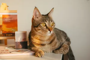 A curious tabby cat lounging on a desk with books and a painting, bathed in warm light. jigsaw puzzle