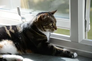 A tabby cat enjoying the sunlight by a window, showcasing a peaceful indoor scene. jigsaw puzzle