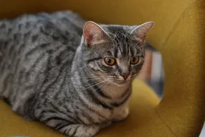 A grey tabby cat with bright eyes resting on a yellow chair indoors. jigsaw puzzle