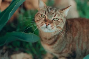 A curious tabby cat with striking eyes and whiskers in a garden setting. jigsaw puzzle
