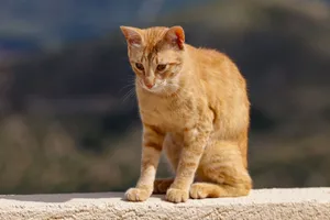 A ginger tabby cat sits on a terrace in Neapolis, Greece, basking in the sunlight. jigsaw puzzle