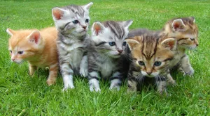 A group of five cute kittens exploring and playing on lush green grass outdoors. jigsaw puzzle