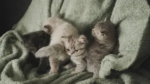 Four cute kittens snuggle on a green blanket, displaying their fluffy coats and playful behavior. jigsaw puzzle