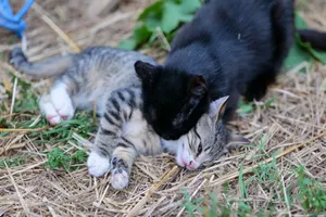 Two playful kittens lying on straw, enjoying a moment of affection in a natural outdoor setting. jigsaw puzzle