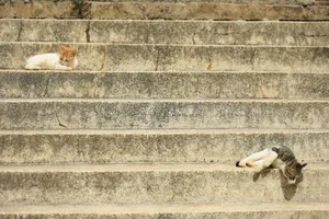 Adorable kittens bask in the sun on rustic stone steps adding charm to a serene outdoor scene. jigsaw puzzle
