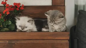 Two cute kittens lounging on a wooden bench beside vibrant red flowers. Perfect for pet lovers. jigsaw puzzle