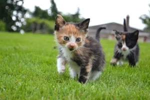 Two adorable calico kittens play on a lush green lawn on a sunny day. Perfect for animal lovers. jigsaw puzzle