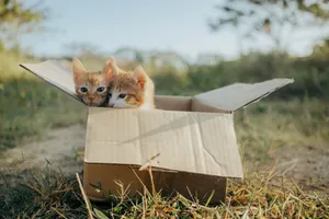 Two cute kittens curiously peeking from a cardboard box on a sunny day in a grassy field. jigsaw puzzle