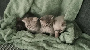 Four cute kittens nestled together in a soft green blanket, creating a cozy and heartwarming scene. jigsaw puzzle
