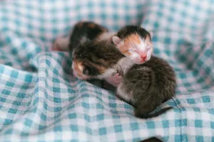 Three newborn kittens snuggling on a cozy blue checkered blanket. jigsaw puzzle